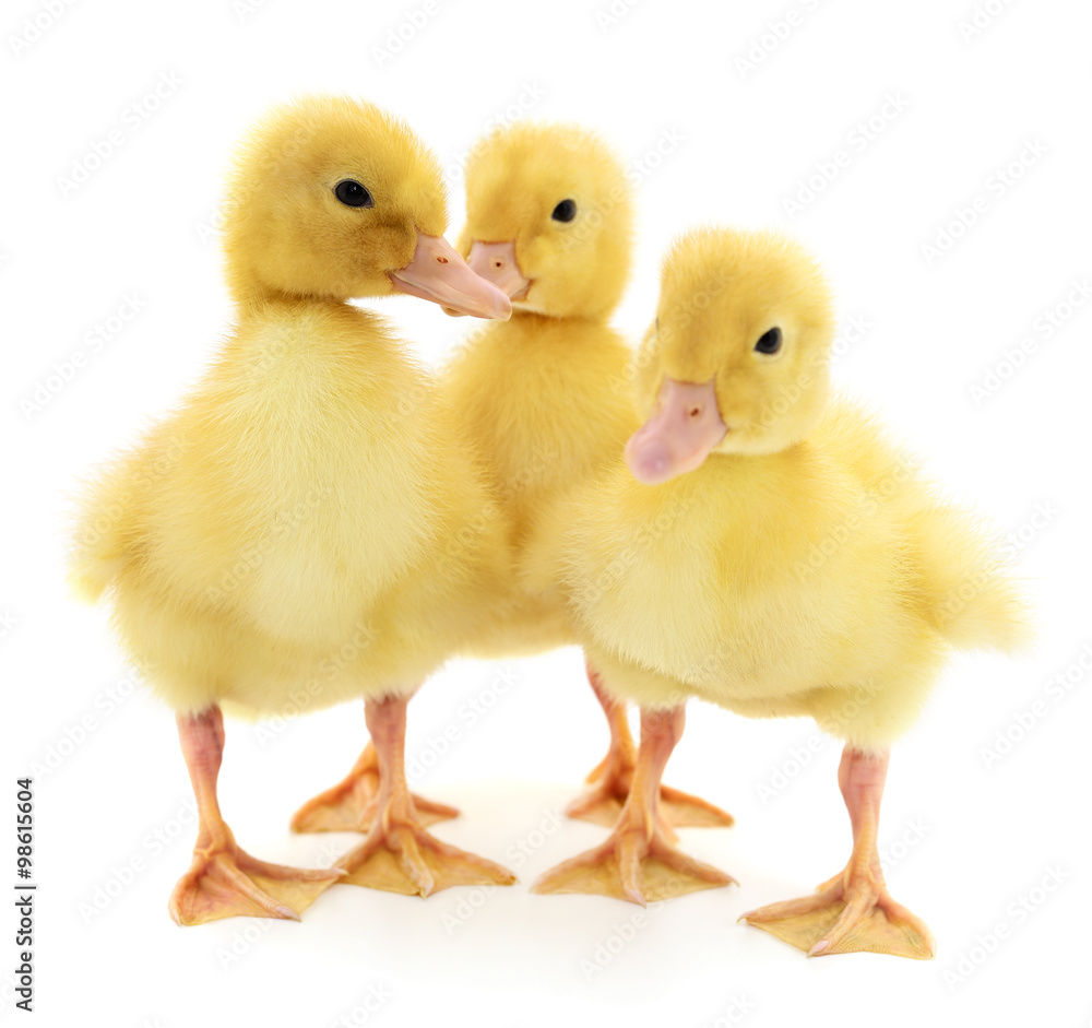Three yellow ducklings.