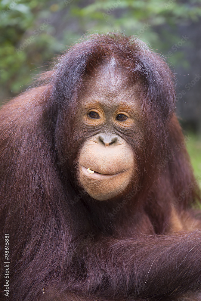 Orangutan Portrait. A portrait of the young orangutan Orangutan Portrait. A portrait of the young orangutan
