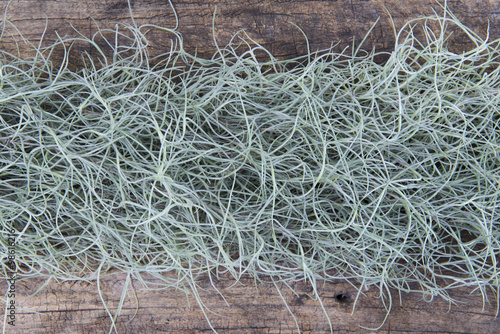 Spanish Moss(Tillansia usenoides L.) on the wooden background.