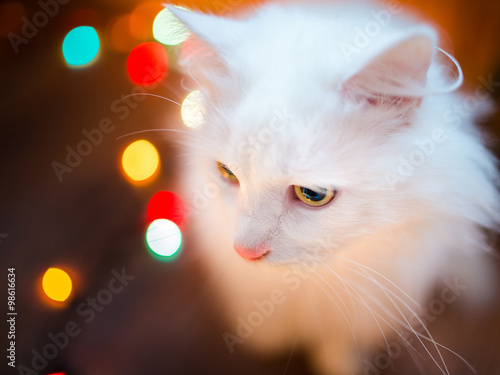 sweet white cat