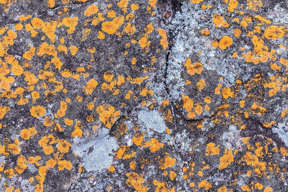 Natural fractured stone and lichens in forest. Natural fractured stone and lichens in forest.