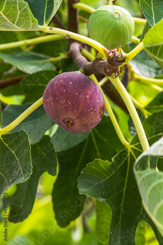 Two dripping ripe fig on the tree