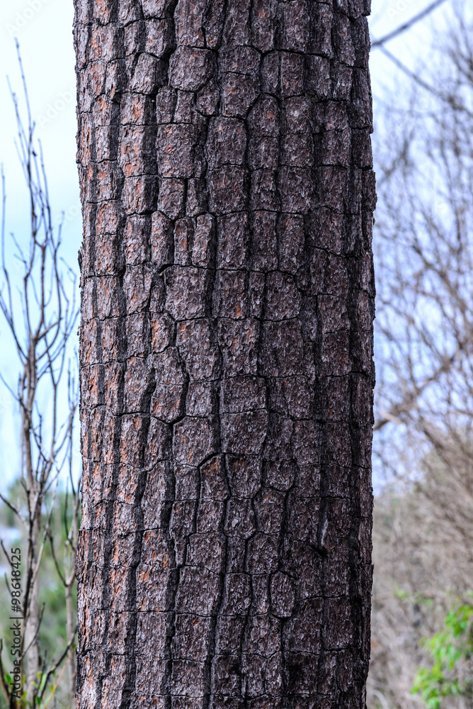 Close up of pine tree trunk in forest.