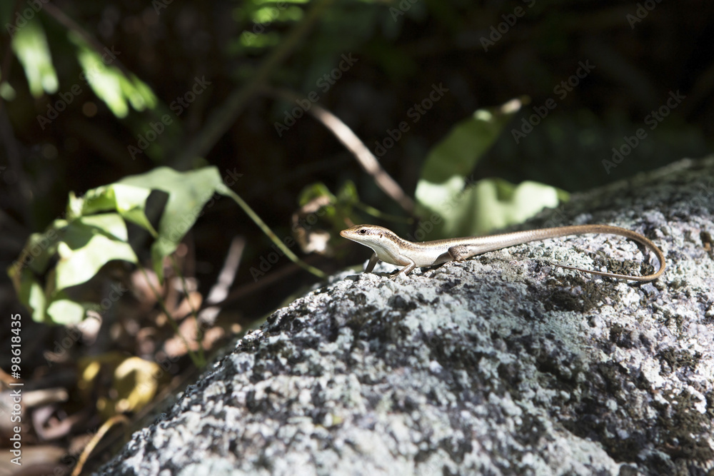 Little lizard basking on rock. Seychelles. Little lizard basking on rock. Seychelles.