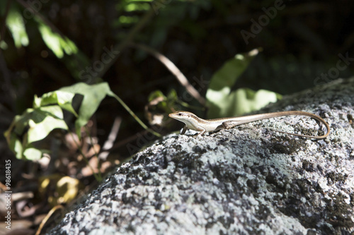 Little lizard basking on rock. Seychelles.