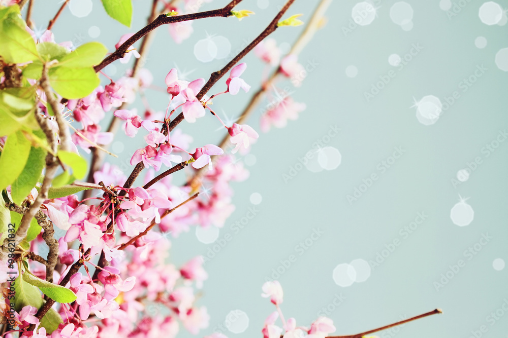 Fototapeta premium Springtime Blossoms