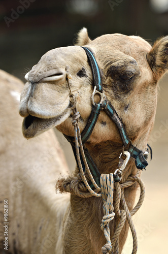 Camel..