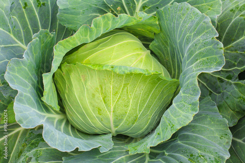 Cabbage in the garden at Phu Tub Berk Thailand.