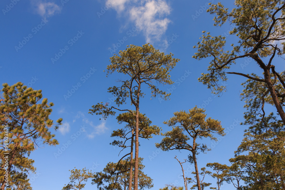 Obraz premium Pine trees in the forest