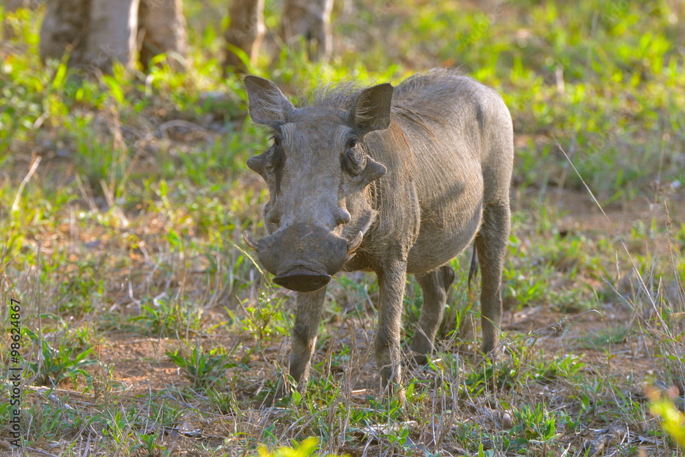 phacochère, Afrique phacochère, Afrique