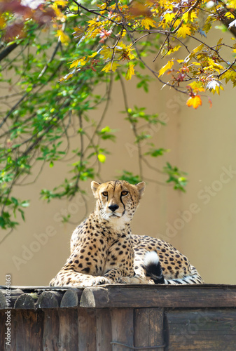 Tired cheetah resting photo