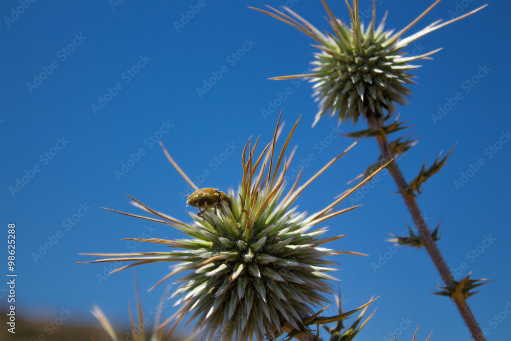 Thorns of Echinops