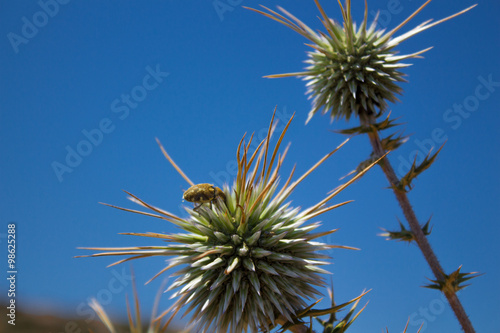 Thorns of Echinops © topolov_nick