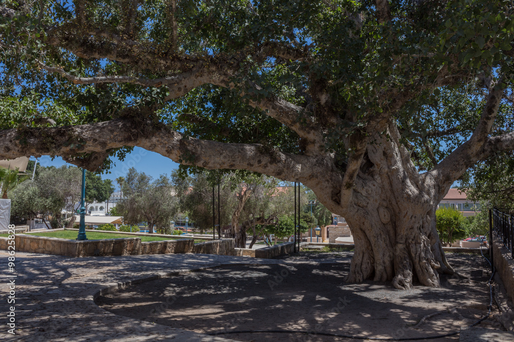 Sycamore fig tree Sycamore fig tree