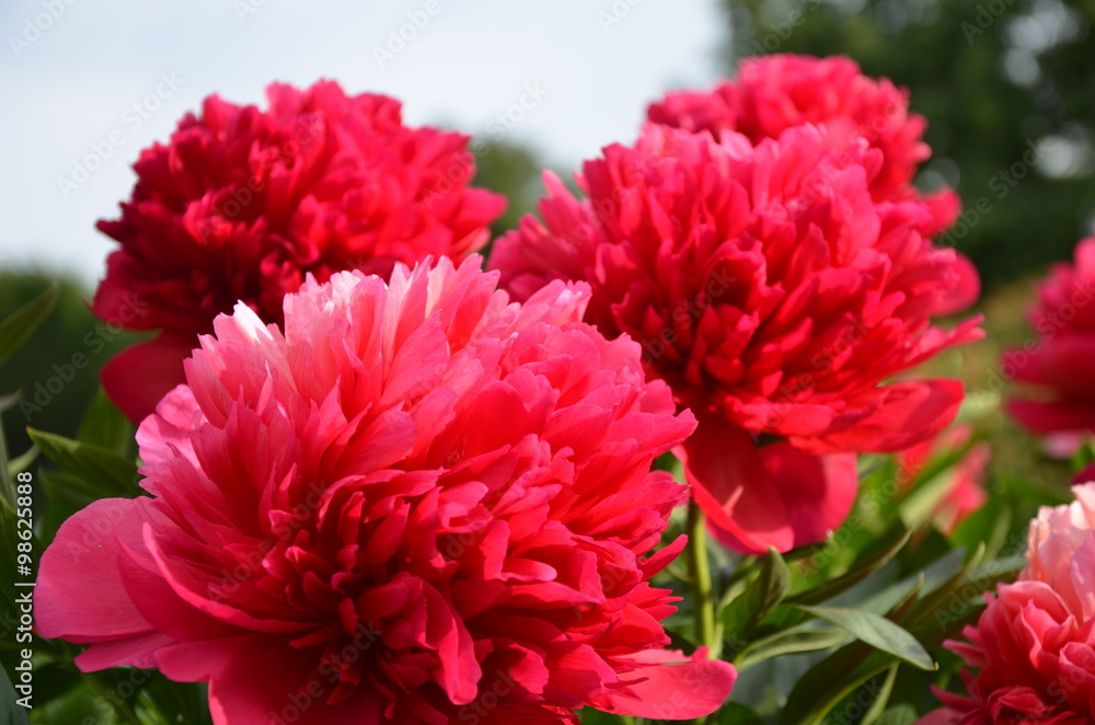 Blooming red peonies Blooming red peonies
