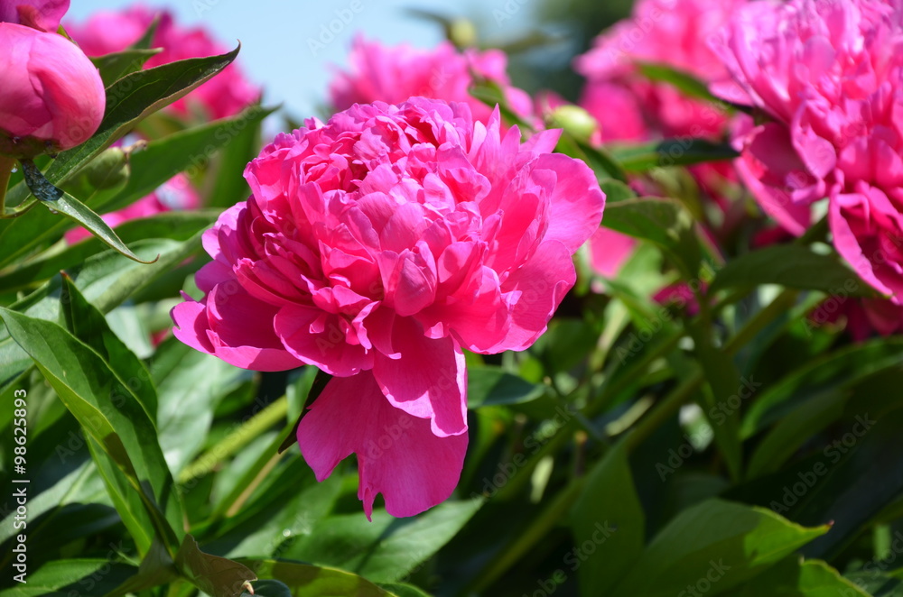 Beautiful pink peony 