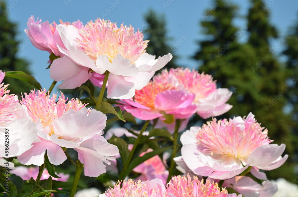 Fototapeta premium Delicate beautiful peony flowers