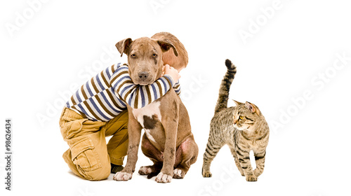 Affectionate boy, pit bull puppy and cat together