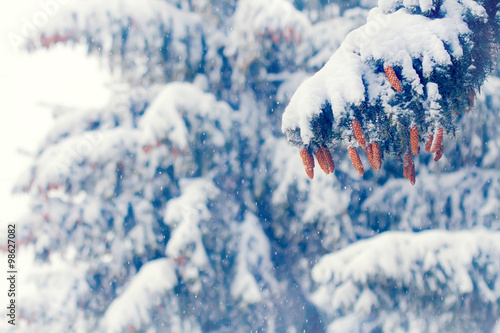 Fotografie fur-tree branch with cones in the snow New Year's Eve background