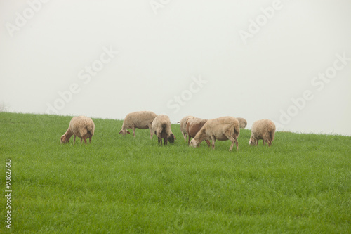 Sheep grazing on a green meadow