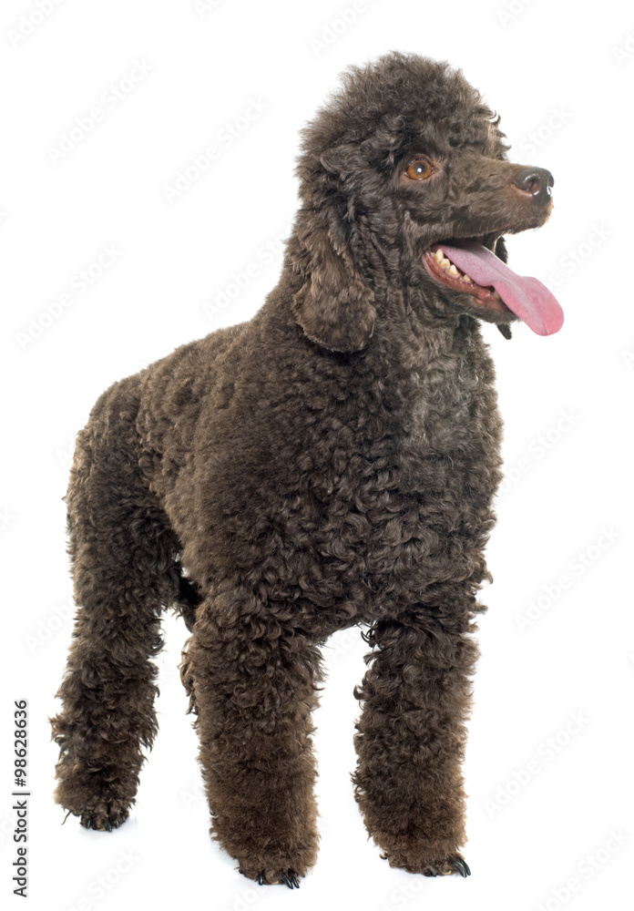 female brown poodle