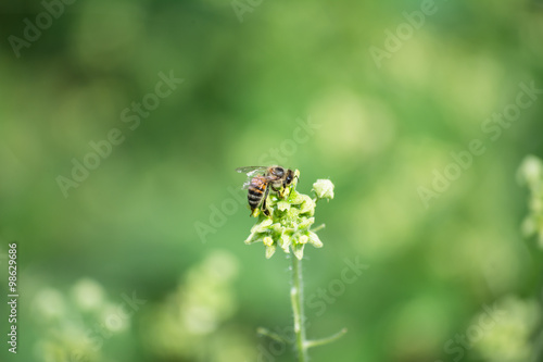 La abeja se dispone a alimentarse. © jesuschurion57