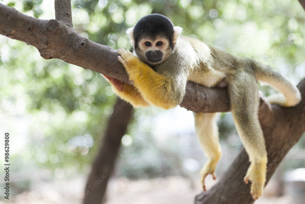 Fototapeta premium Lazy Monkey on Tree