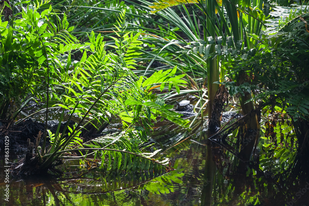Wild tropical forest landscape with green plants Wild tropical forest landscape with green plants