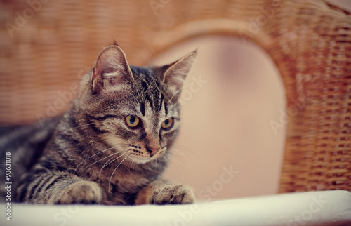 Portrait of a striped domestic kitten on a wicker chair © Azaliya (Elya Vatel)