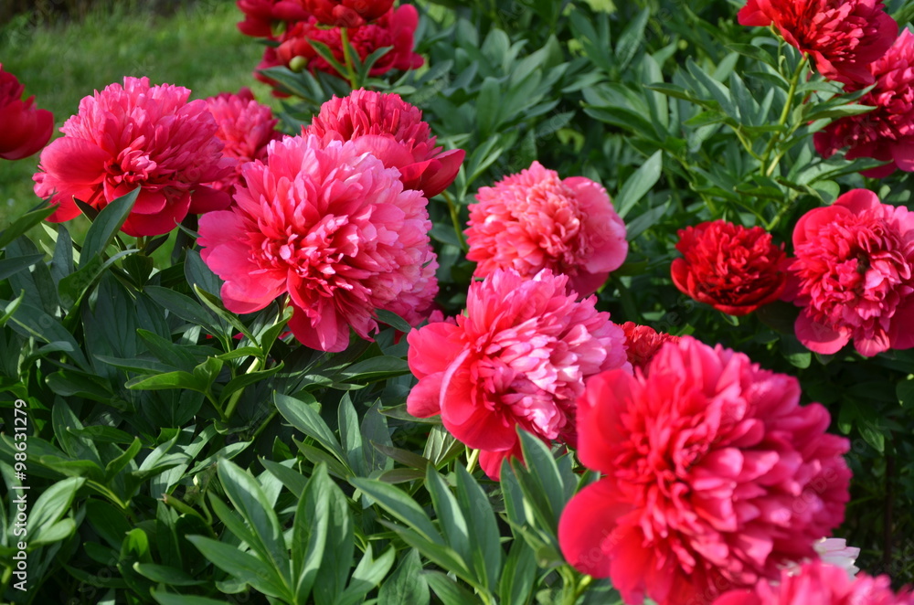Many red peony flowers in the garden 