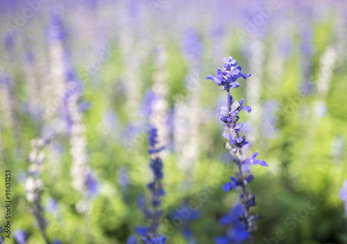 Blue salvia1