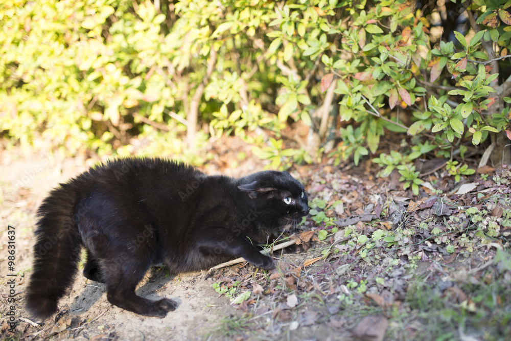 Fototapeta premium 毛の逆立った黒猫