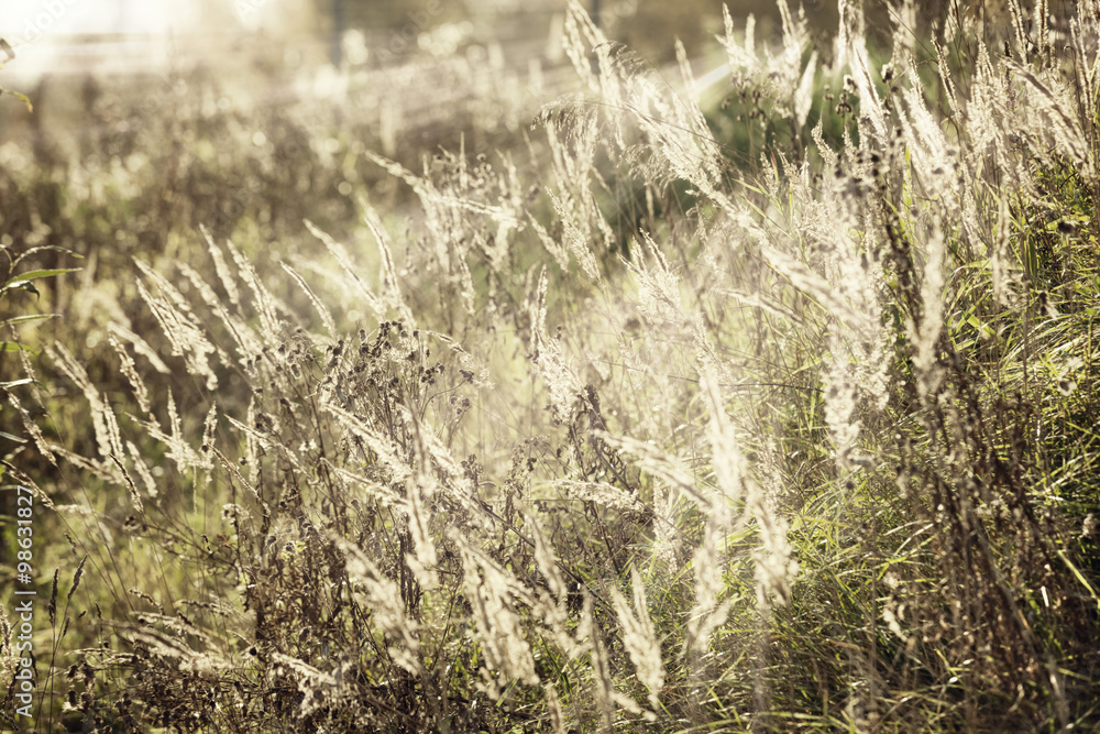 Fototapeta premium forest flower