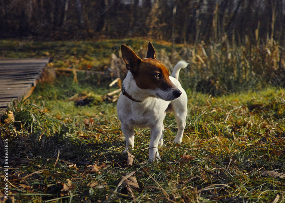Jack russell terrier / outdoors Jack russell terrier / outdoors