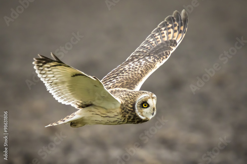 Short-eared Owl Asio flammeus flying photo