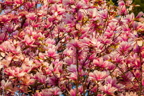 Beautiful romantic magnolia flower