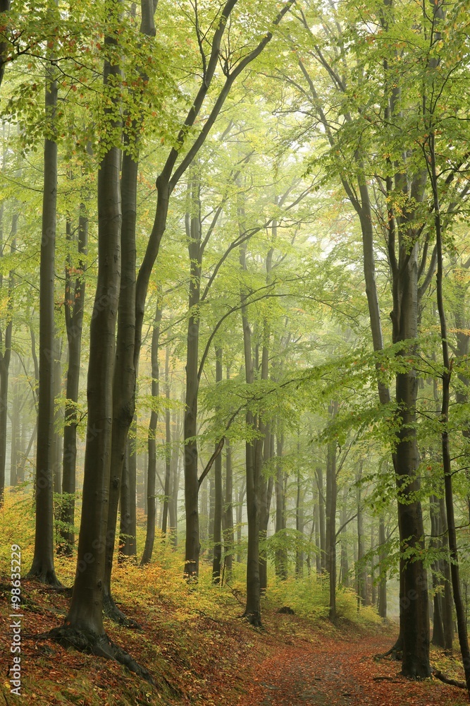 Naklejka premium Beech forest in misty weather at the beginning of autumn