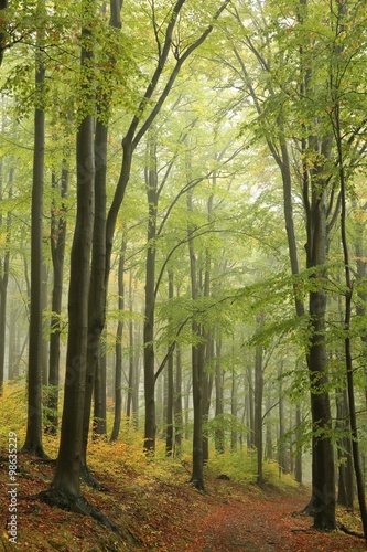 Beech forest in misty weather at the beginning of autumn