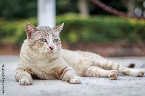 cat on street focused cat eye