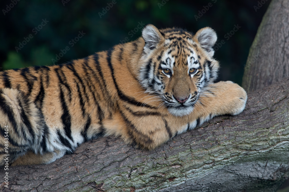 Naklejka premium Siberian Tiger Cub (Panthera Tigris Altaica)/Siberian Tiger Cub resting on fallen tree in dark forest