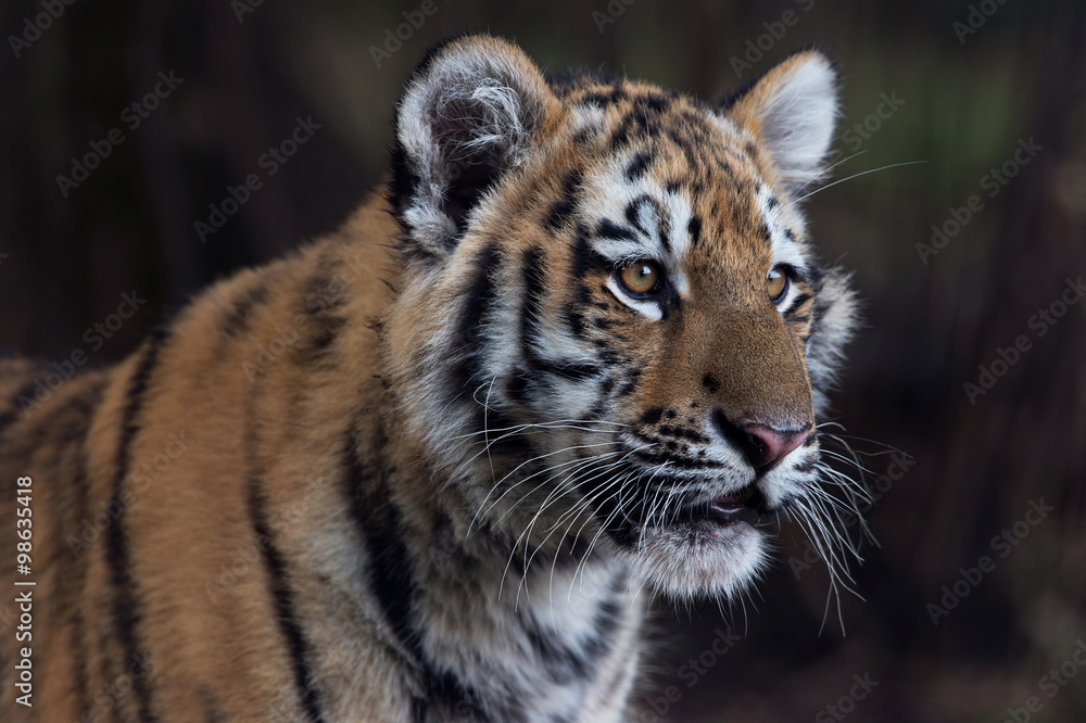 Fototapeta premium Siberian Tiger Cub (Panthera Tigris Altaica)/Close up portrait of Siberian Tiger Cub