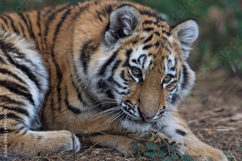 Siberian Tiger Cub  Panthera Tigris Altaica  Close up portrait of Siberian Tiger Cub