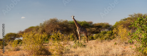 Giraffe in Tsavo East National Park