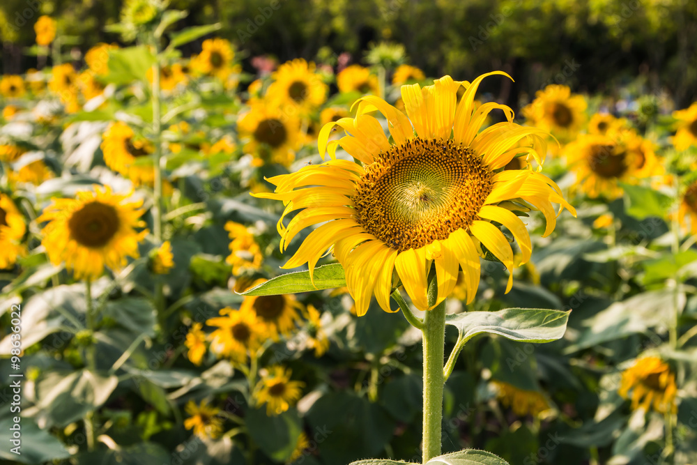 Closeup of the blossom sunflower in the garden 2 Closeup of the blossom sunflower in the garden 2