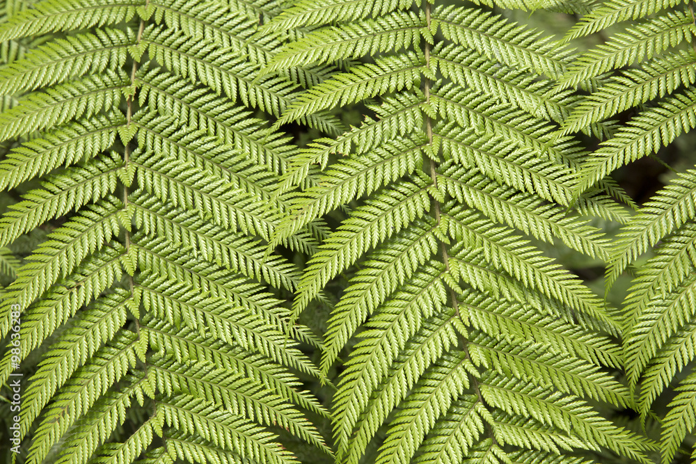 Green fern leaves Green fern leaves