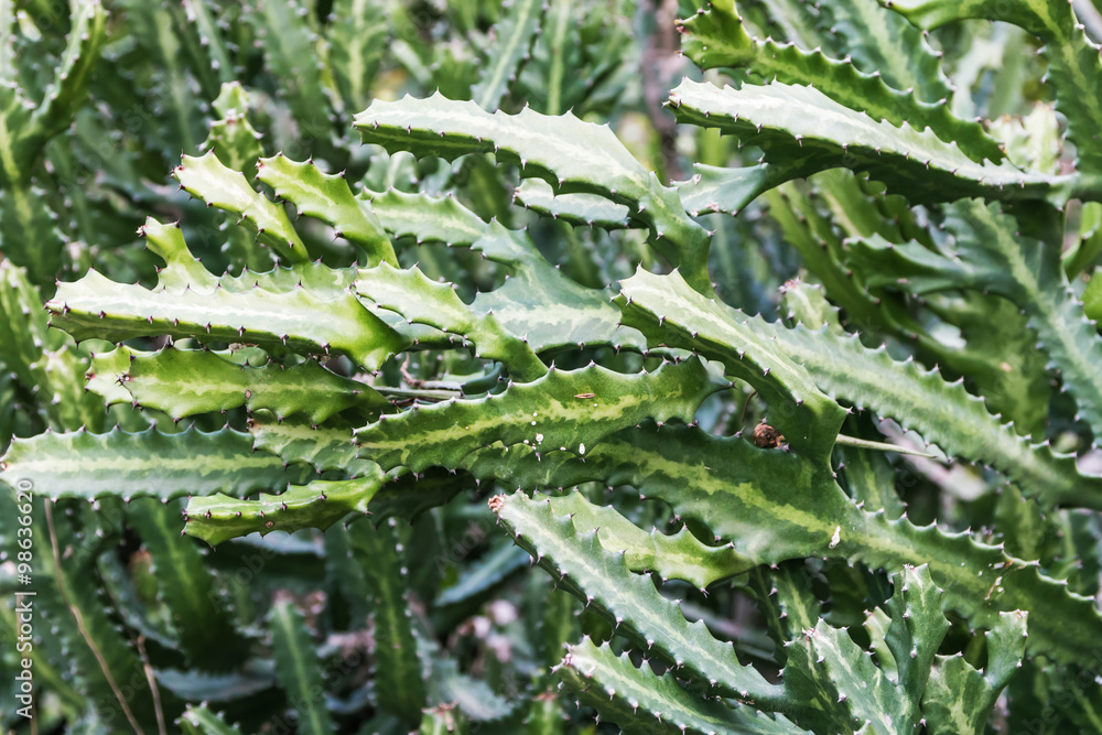 Closeup of the green tree with thorn