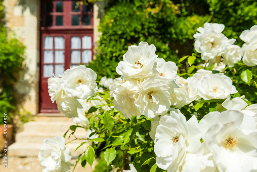 Fototapeta premium Bush of beautiful roses in a garden