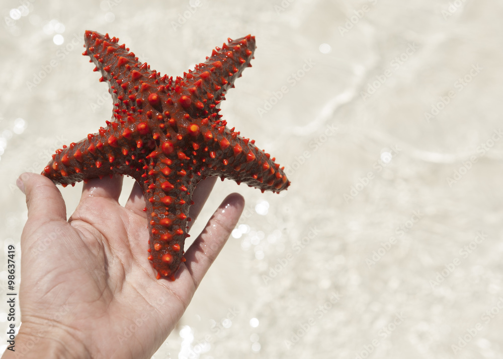 Starfish in the ocean