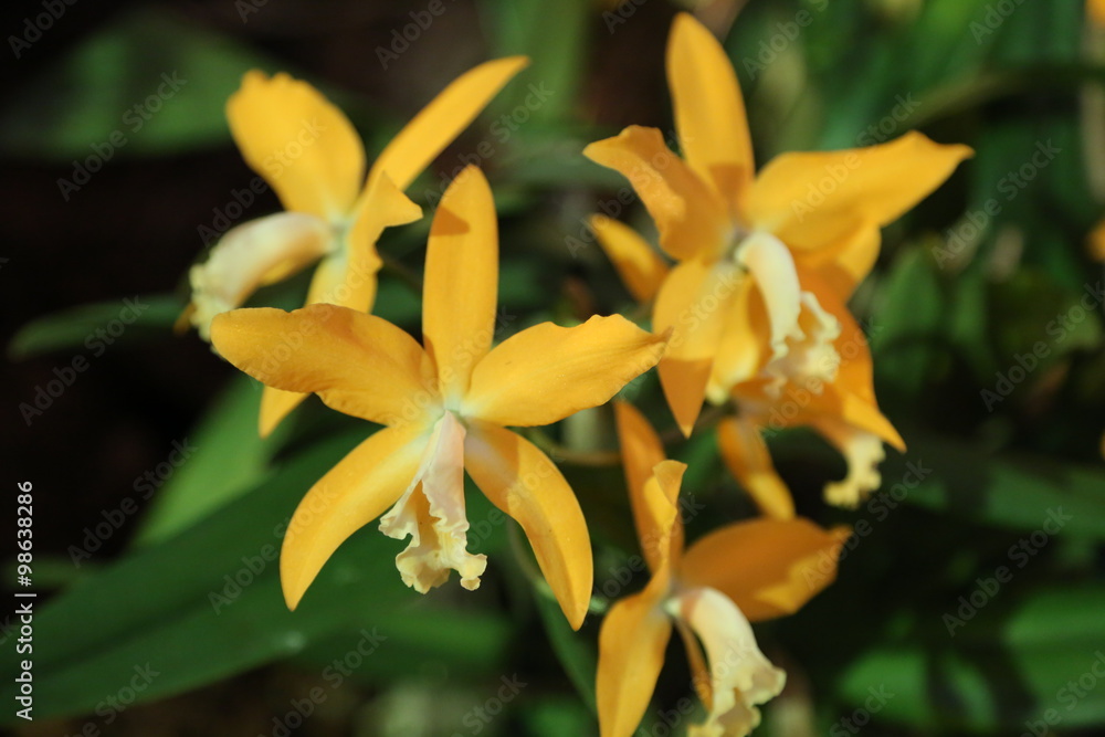Fototapeta premium Gelbe Cattleya