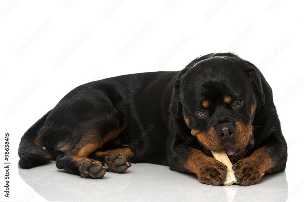 Fototapeta premium Rottweiler mit Knochen